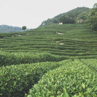 Long Jing Tea Fields, Xihu, Hangzhou, China