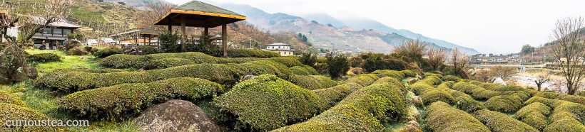 Dong Cheon Tea Field, Jirisan, Hwagae Valley, Hadong County, South Korea