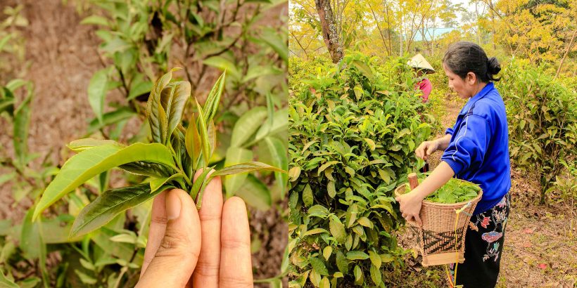 Laos Bolaven Plateau Bolaven Nang Bua Saa Dam Black Tea Leaf