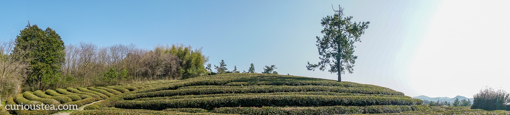 Boseong Tea Plantation, South Jeolla Province, South Korea 3