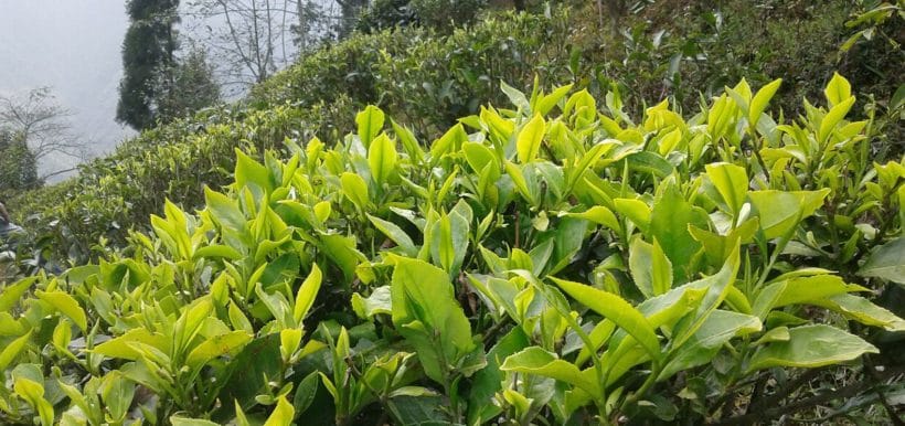 Mandal Gaon Tea Garden, Darjeeling