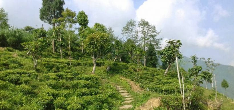 Mandal Gaon Tea Garden, Darjeeling