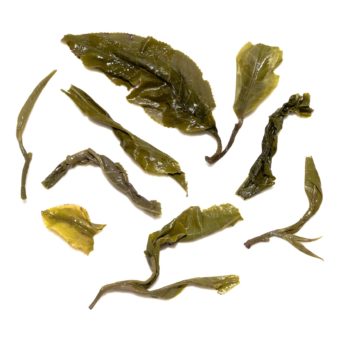 Thailand Chiang Mai Doi Pu Muen Assamica Green Tea