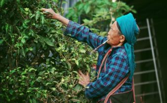 Xiang Zhu Lin, Gengma, Yunnan Province