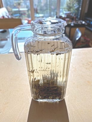 A glass jar of tea leaves in cold watr