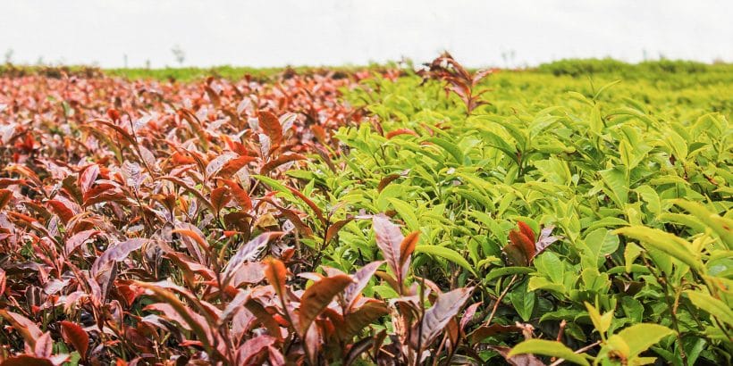 Contrast between purple and green tea cultivars in Kenya
