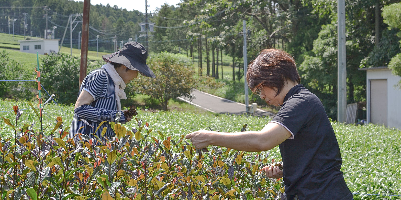 Sun Rouge tea leaves being picked in Tokunoshima