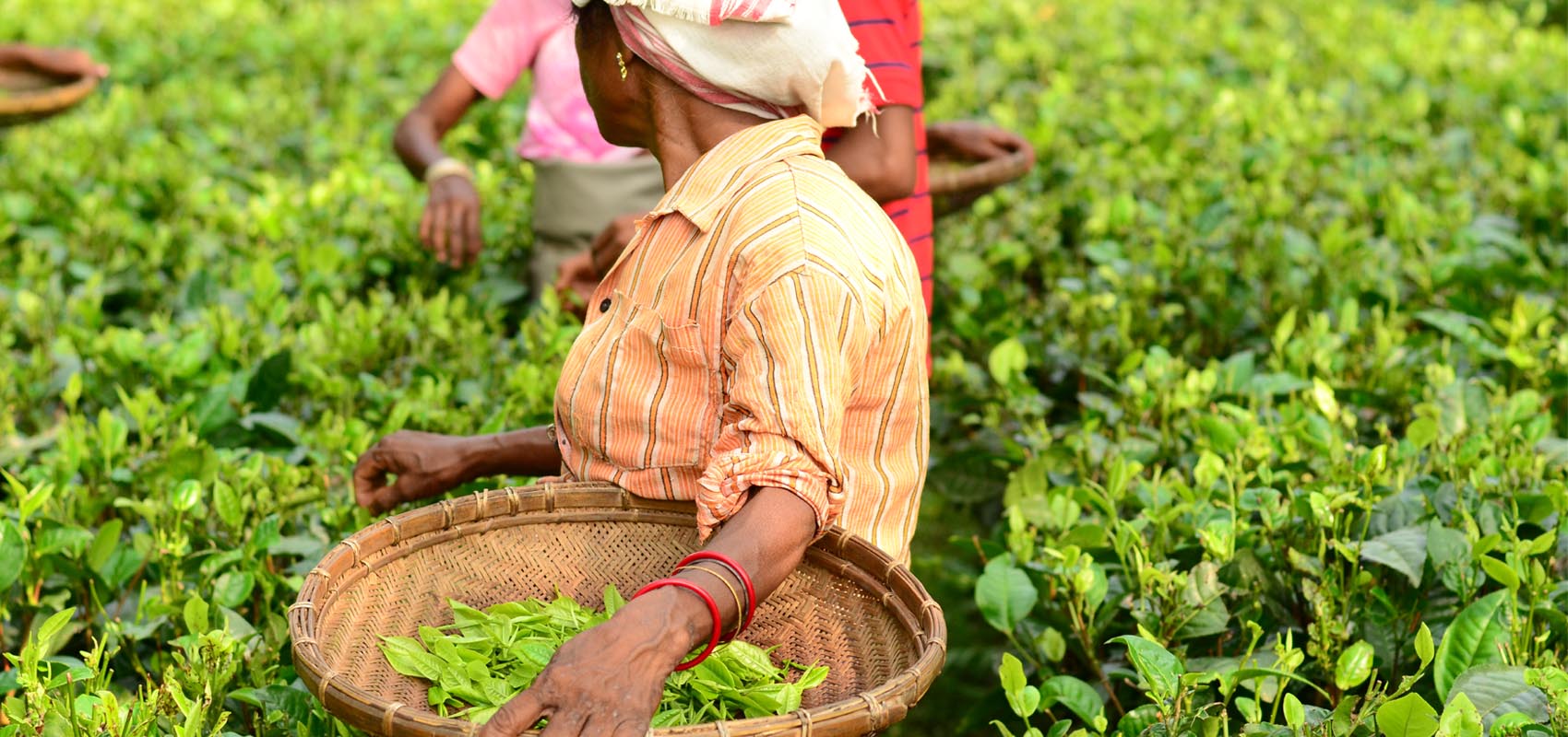 Latumoni Tea Garden