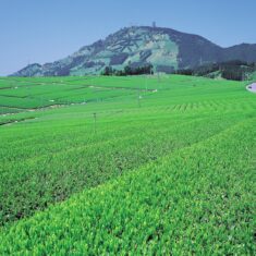 Japanese tea field