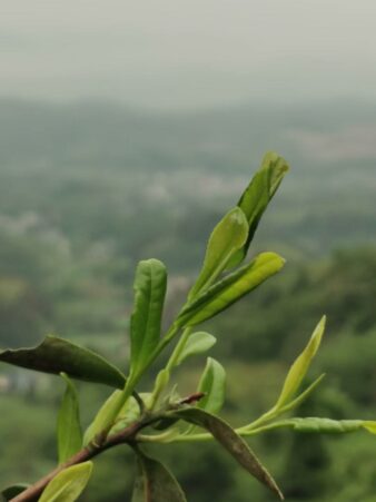 China Fujian Province Zhenghe Ming Qian Yun Wu Cloud Mist Green Tea