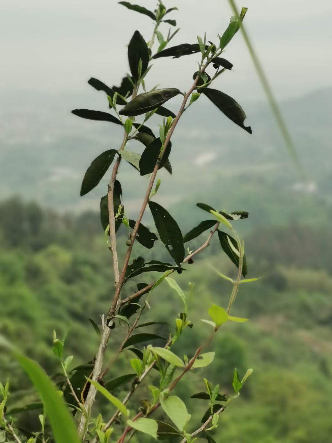 China Fujian Province Zhenghe Ming Qian Yun Wu Cloud Mist Green Tea