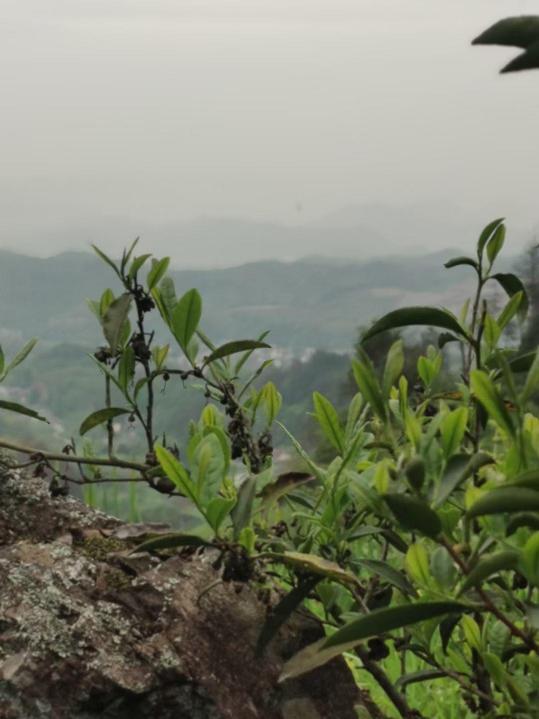 China Fujian Province Zhenghe Ming Qian Yun Wu Cloud Mist Green Tea