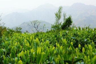 China Anhui Handmade Tai Ping Hou Kui Green Tea