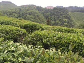 China Hunan Province Anhua Song Zhen Pine Needle Green Tea