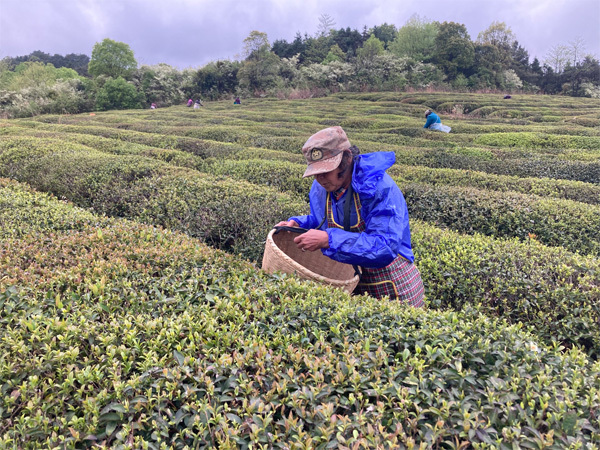 China Hunan Province Jiuyi Shan Yun Wu Cloud Mist Green Tea