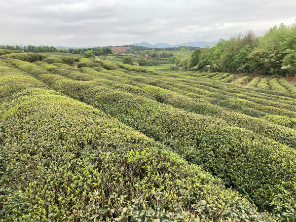 China Hunan Province Jiuyi Shan Yun Wu Cloud Mist Green Tea