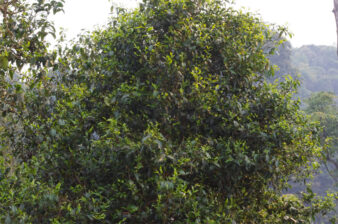 China Yunnan Province Dian Hong Ming Feng Shan Gu Shu Old Tree Black Tea
