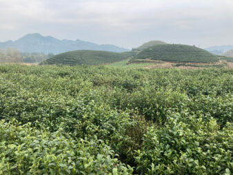 China Zhejiang Chun An Long Jing Dragon Well Green Tea