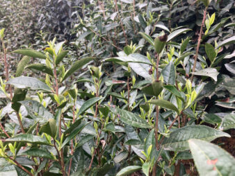 China Zhejiang Chun An Long Jing Dragon Well Green Tea