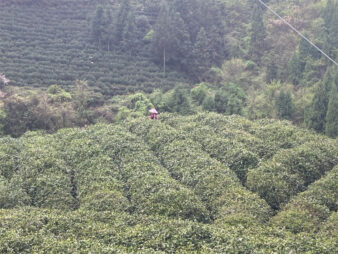 China Zhejiang Chun An Long Jing Dragon Well Green Tea