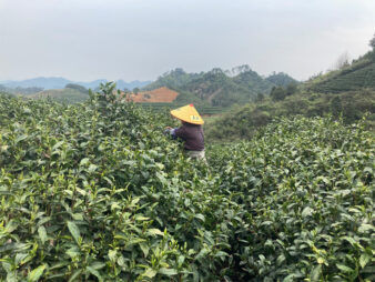 China Zhejiang Chun An Long Jing Dragon Well Green Tea