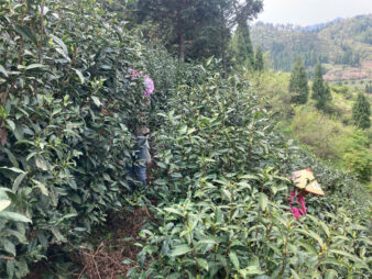 China Zhejiang Chun An Long Jing Dragon Well Green Tea