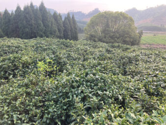 China Zhejiang Chun An Long Jing Dragon Well Green Tea