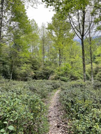 China Fujian Province Wu Yi Shan Rock Oolong