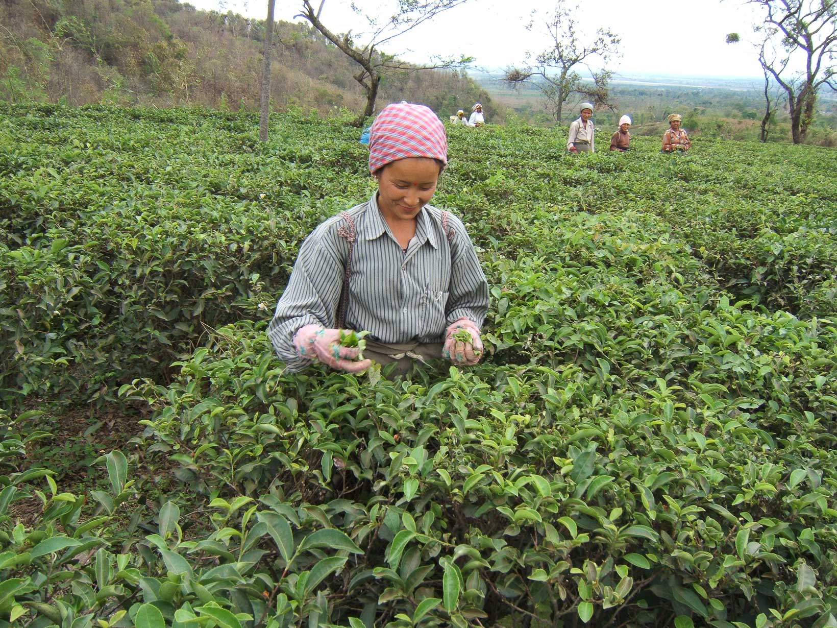 India Darjeeling Rohini Tea Estate