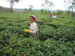 India Darjeeling Rohini Tea Estate