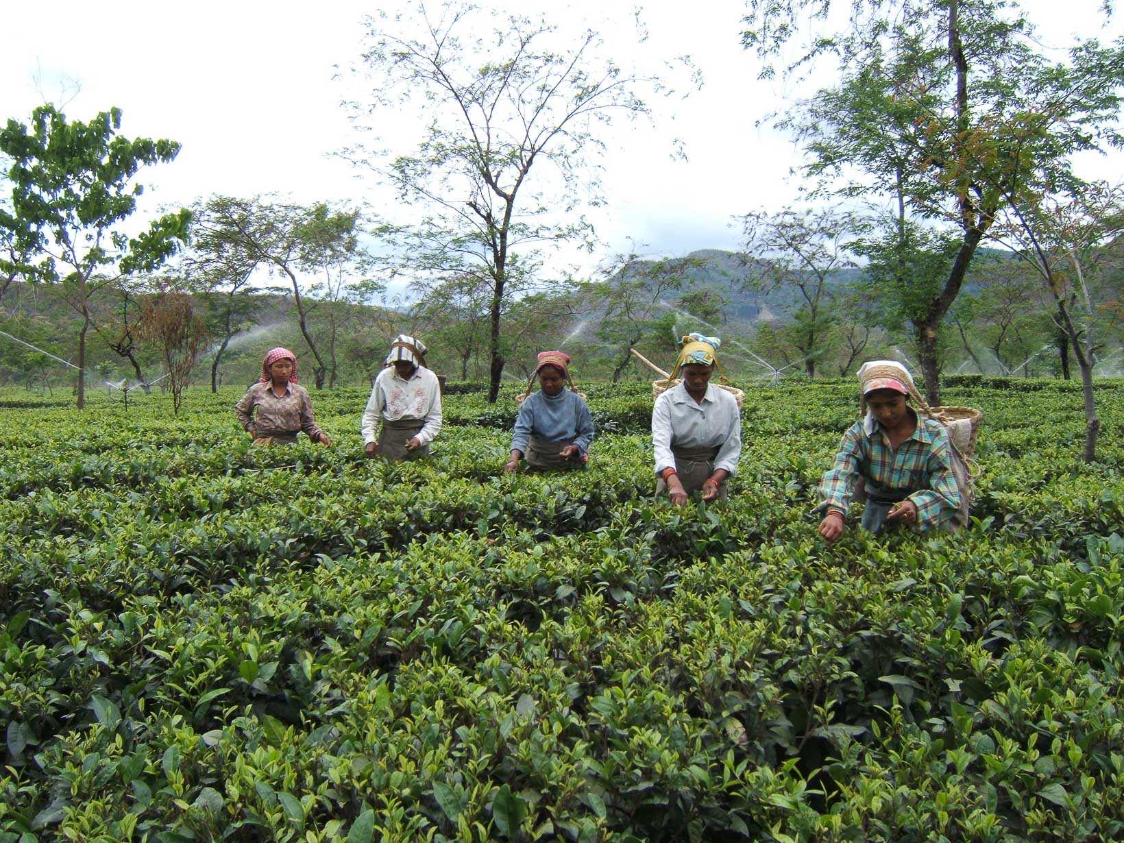 India Darjeeling Rohini Tea Estate