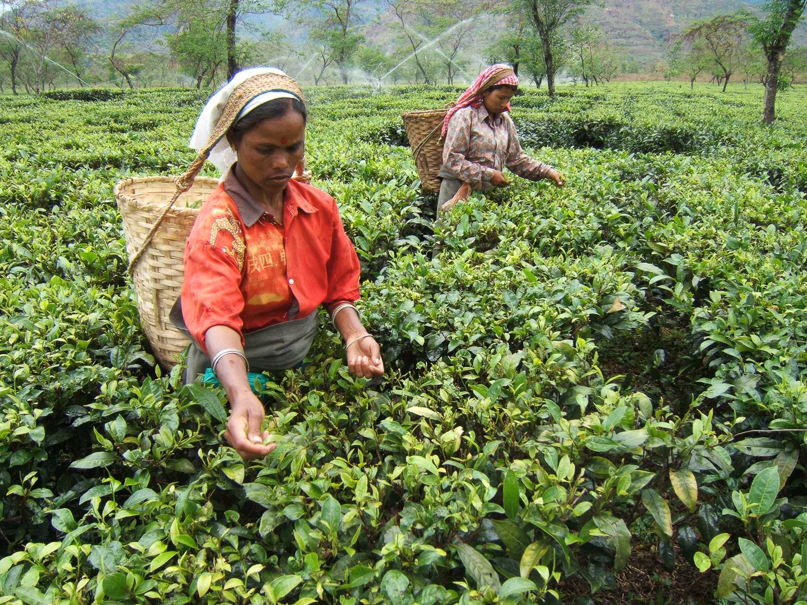 India Darjeeling Rohini Tea Estate