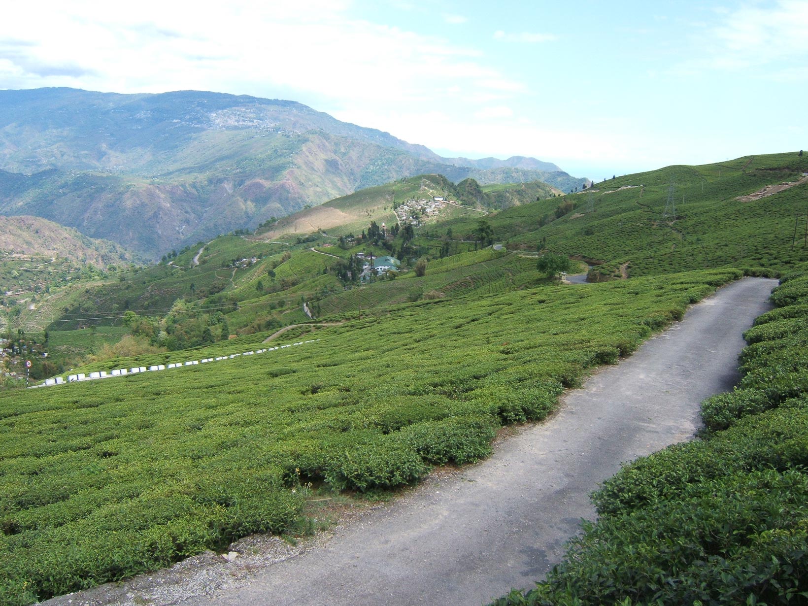 India Darjeeling Rohini Tea Estate