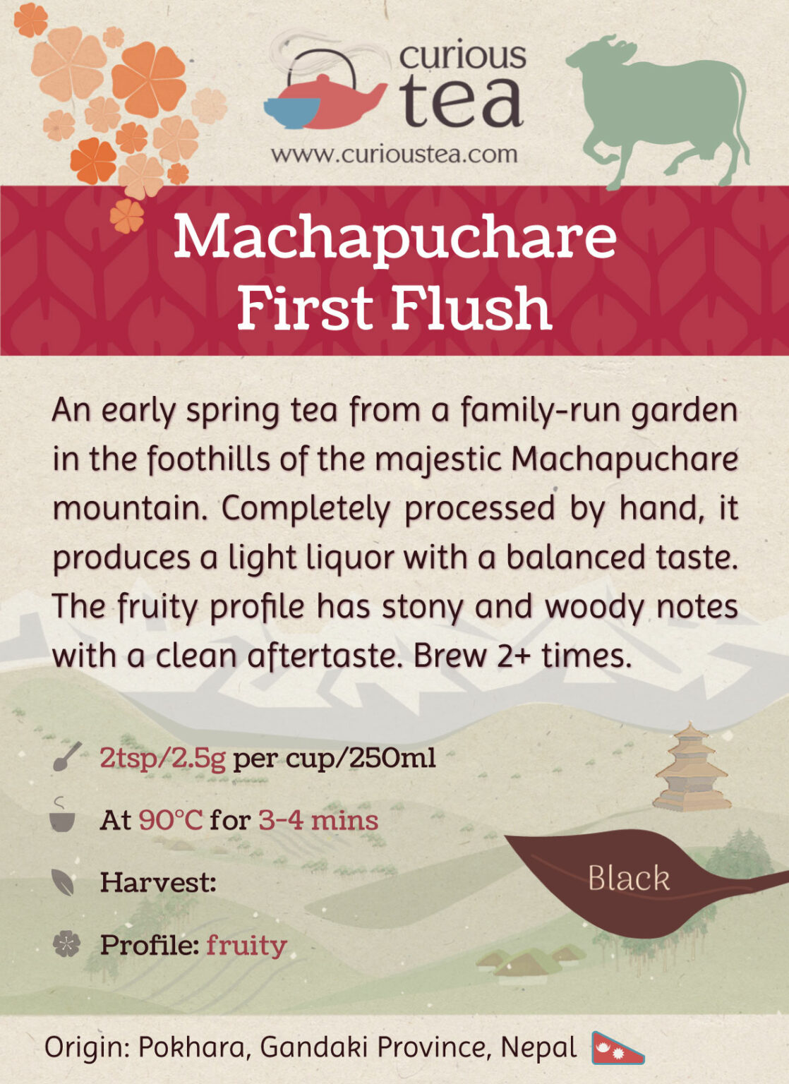 Machapuchare First Flush Nepali Black Tea Curious Tea