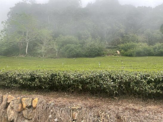 Yushan Light Baked Qing Xin Oolong Garden