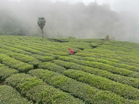 Yushan Light Baked Qing Xin Oolong Garden