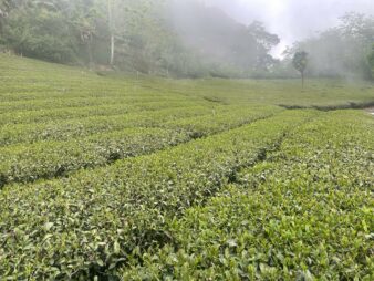 Yushan Light Baked Qing Xin Oolong Garden