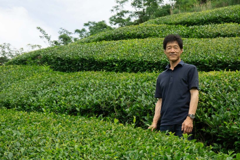 Ashikita Tea Garden, Kumamoto, Kyushu, Japan
